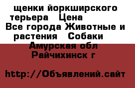 щенки йоркширского терьера › Цена ­ 20 000 - Все города Животные и растения » Собаки   . Амурская обл.,Райчихинск г.